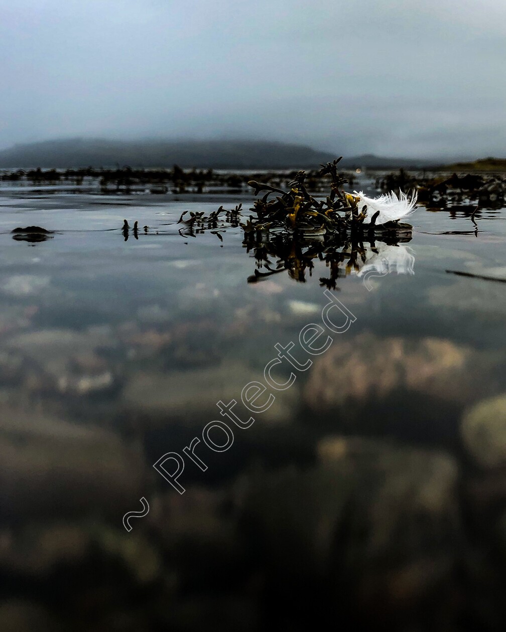 FeatheronCoralBeachSkye 
 Feather floats, near Coral Beach Dunvegan Skye